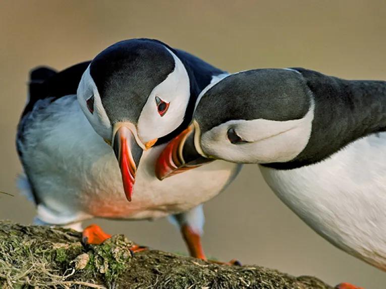Two Puffins