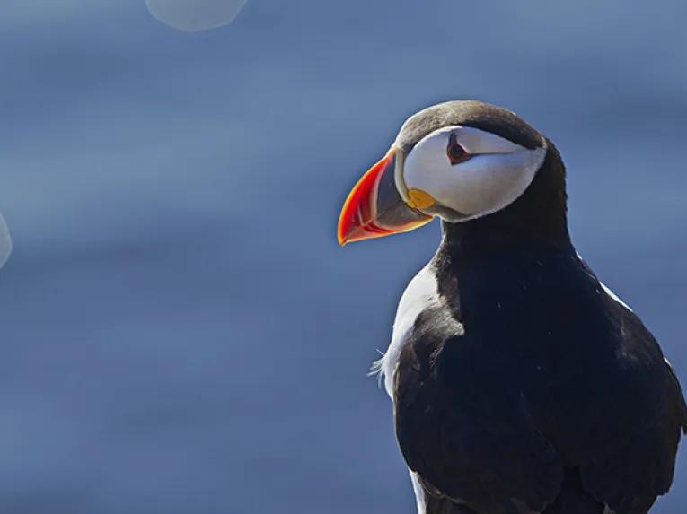 Single Puffin
