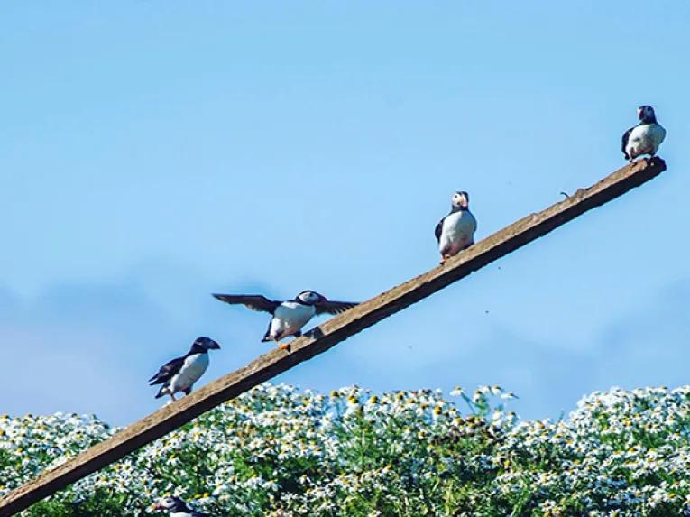 Puffins on a tree