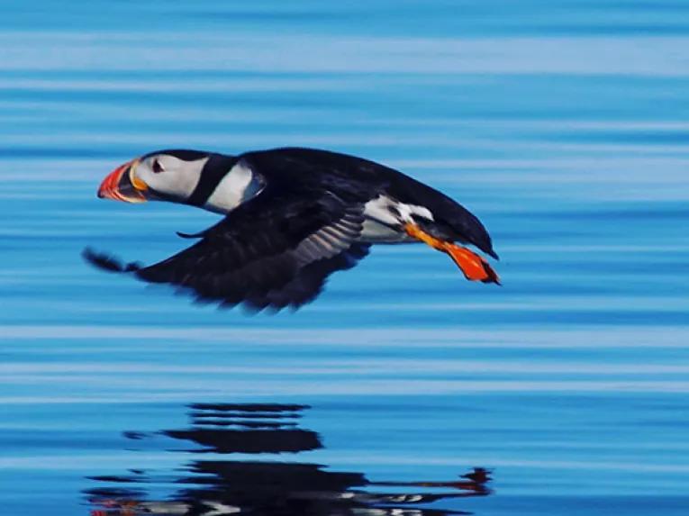 Puffin flying low