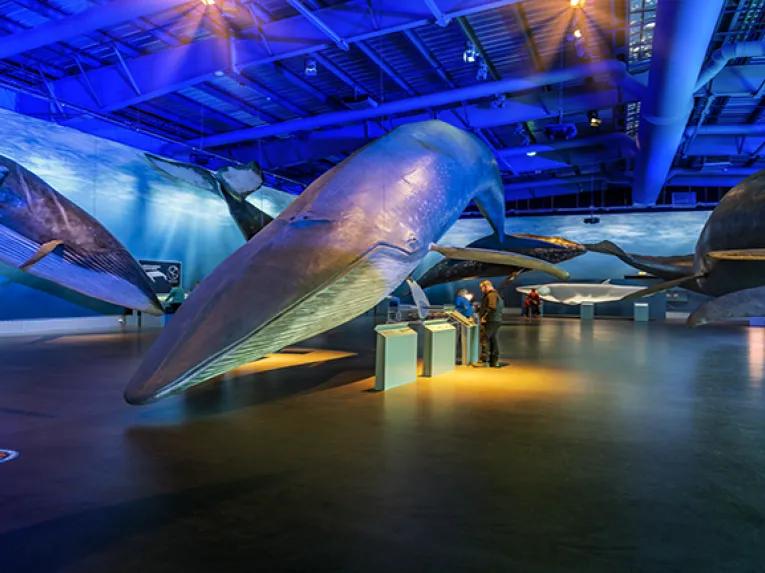 Whale Exhibition