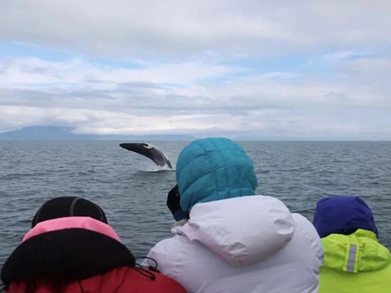 Watching whales from a boat