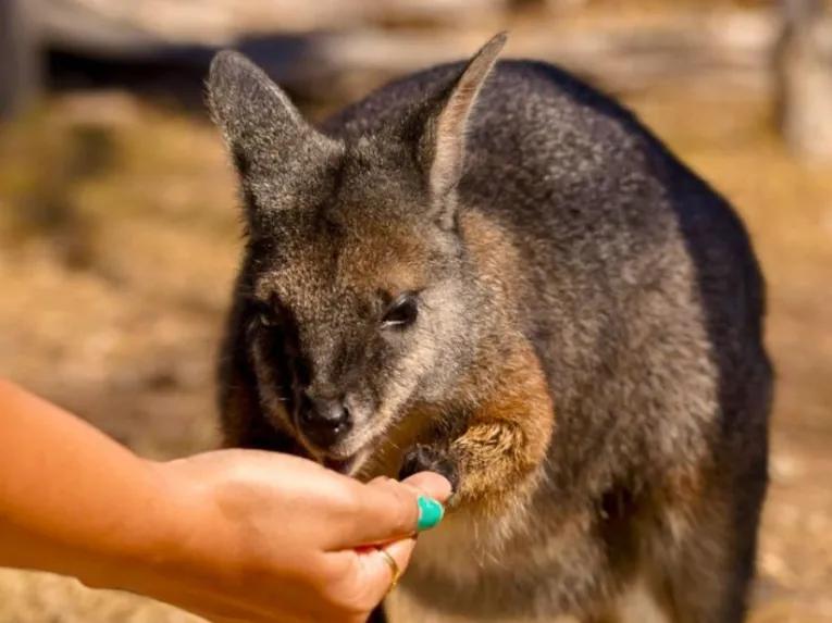 Phillip Island Penguin Parade