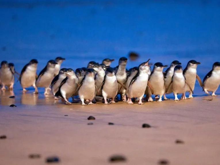 Phillip Island Penguin Parade