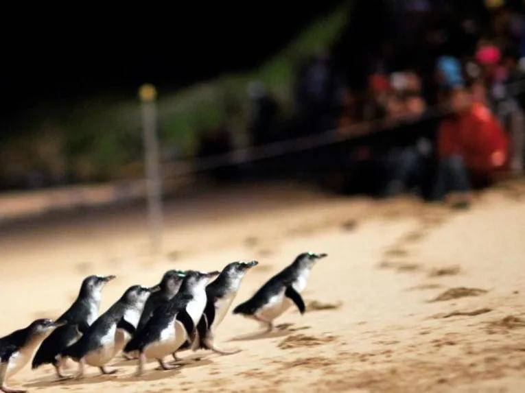 Phillip Island Penguin Parade