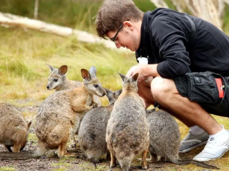 Phillip Island Penguin Parade