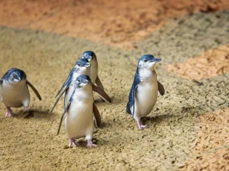 Phillip Island Penguin Parade