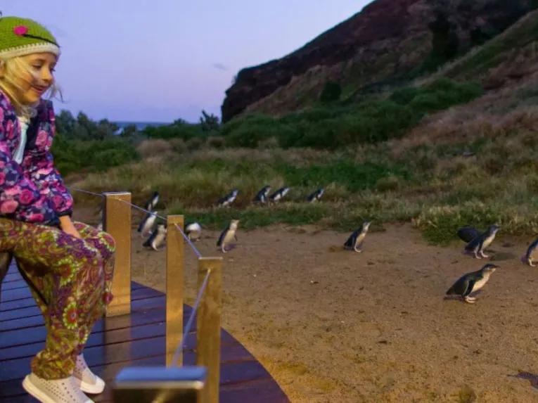 Phillip Island Penguin Parade