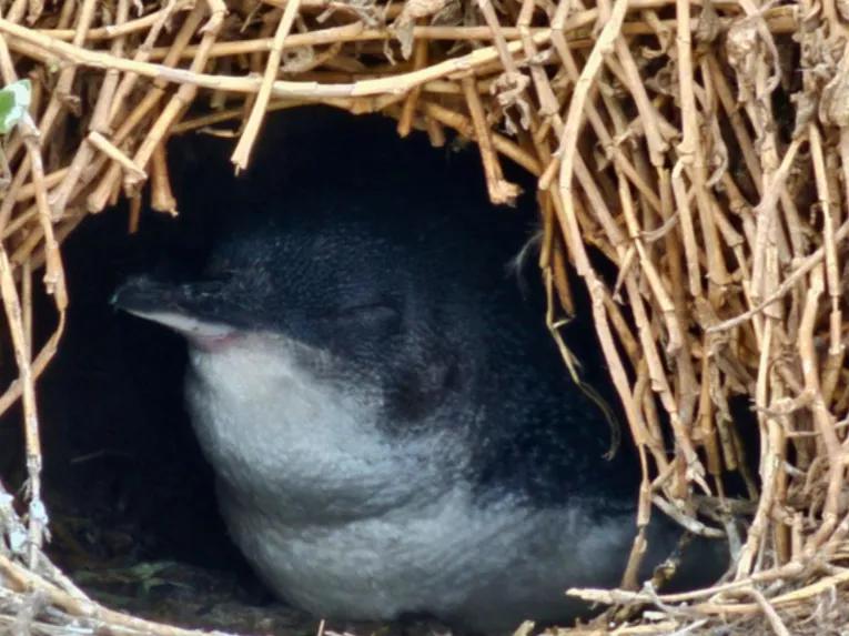 A cute penguin sleeping in a burrow 
