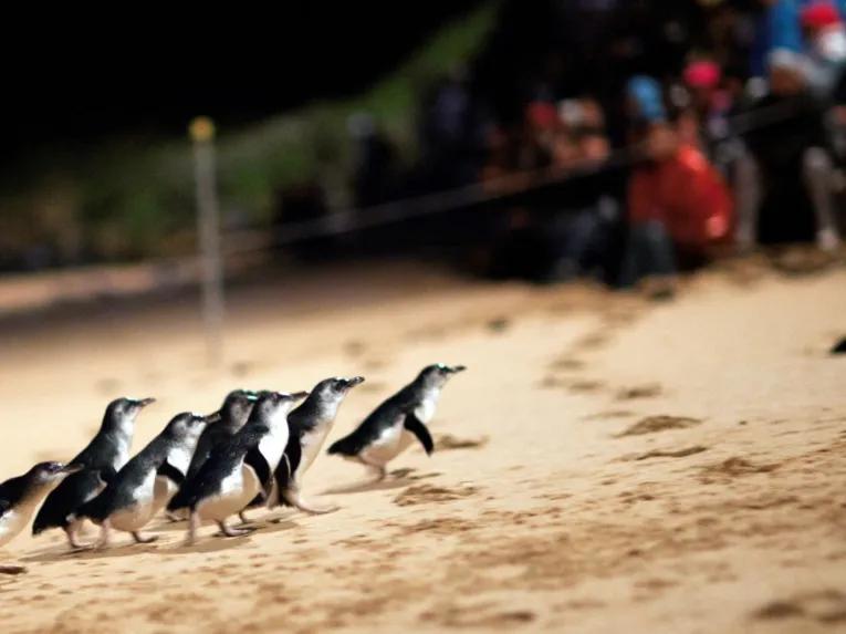 Group of little penguins walking up the beach at sunset after returning from the ocean