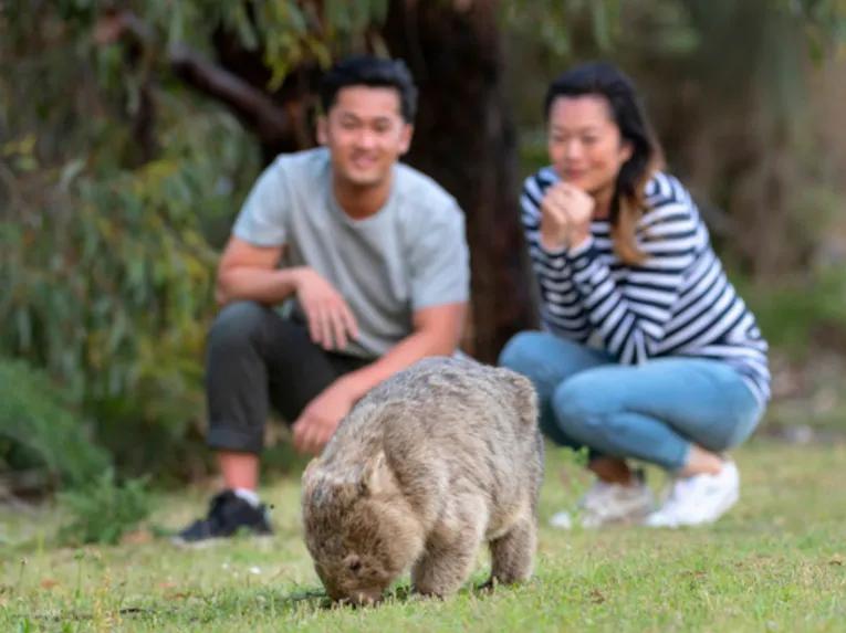 Two people observing native wildlife up close during the Wilsons Promontory Day Tour’s guided nature walk