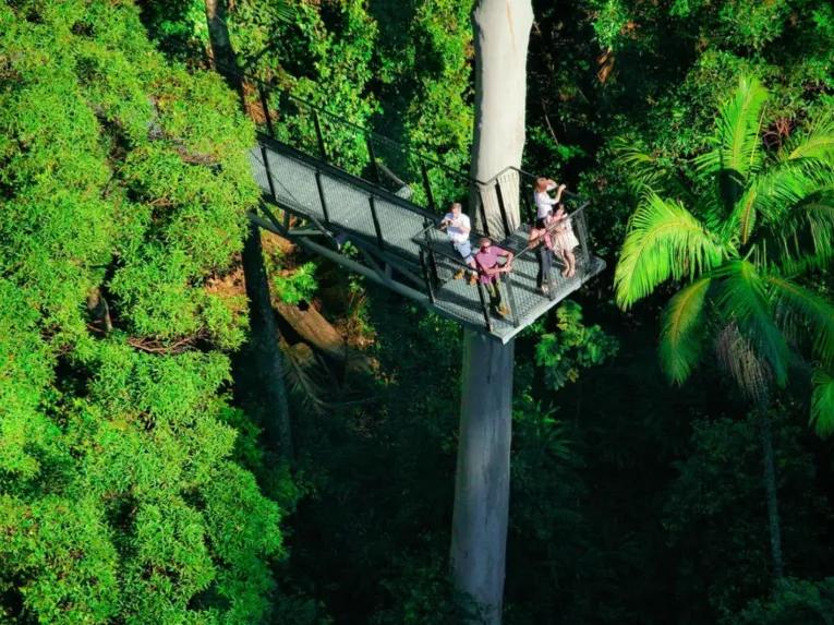 Skywalk Rainforest Walk on the Explore Tamborine Tour