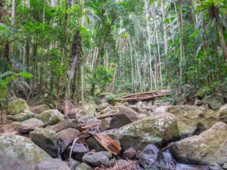 Rainforest on the Explore Tamborine Tour