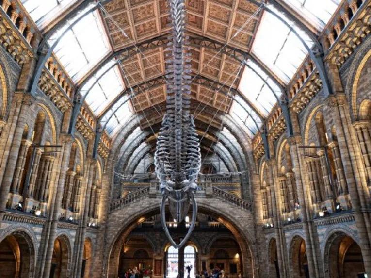 Natural History Museum tour
