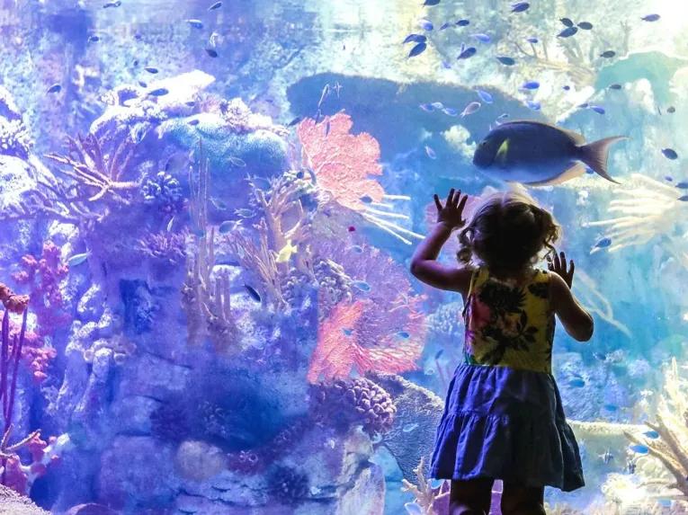 Go City: San Diego All-Inclusive Pass Plus