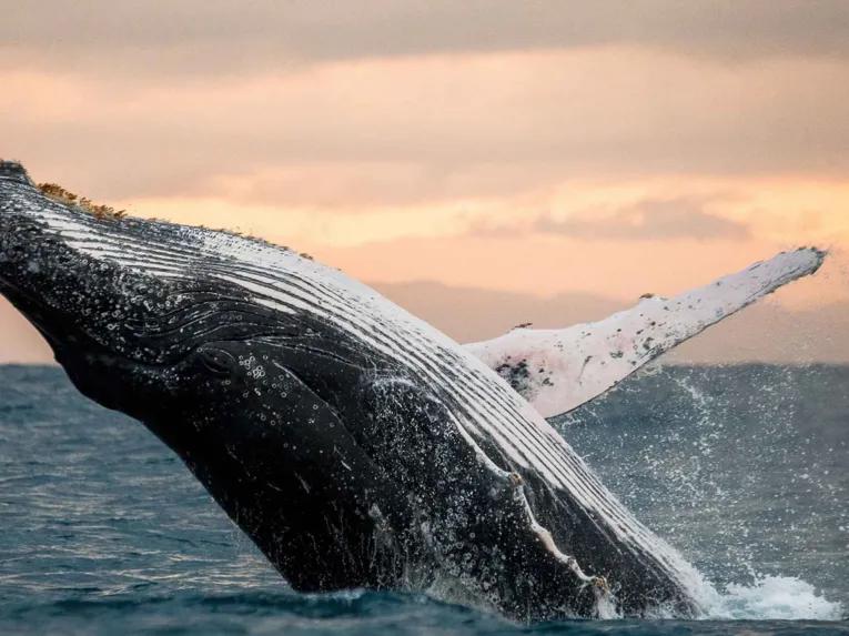 Go City: San Diego All-Inclusive Pass Plus