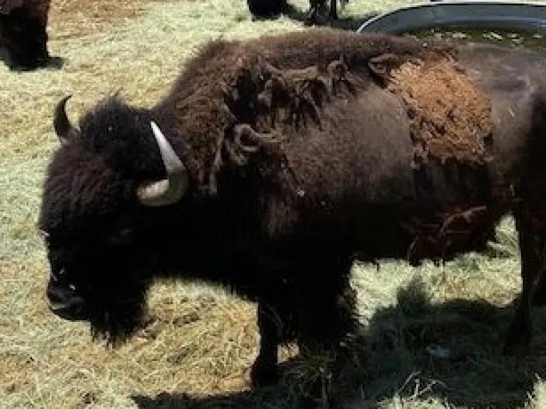 Grand Canyon Helicopter & Western Ranch Adventure Landing Tour