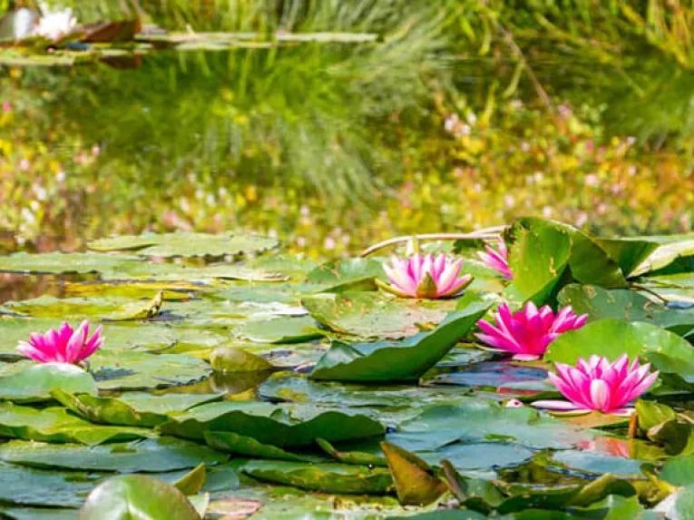 Lily pond