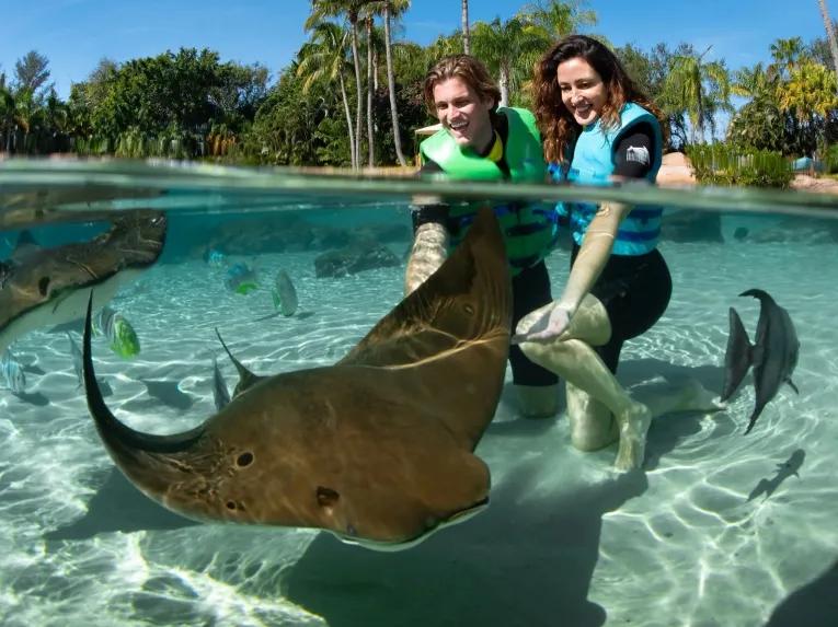 Guests with Sting rays at Discovery Cove