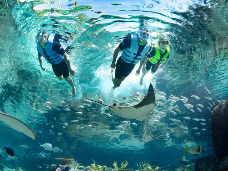 Guests snorkelling over the Grand Reef at Discovery Cove