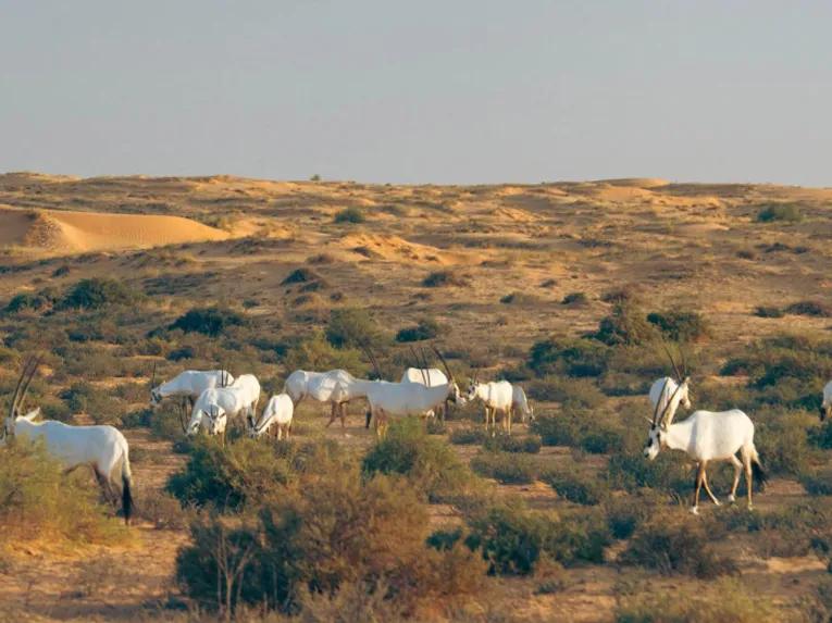 Desert Conservation Drive & Platinum Breakfast