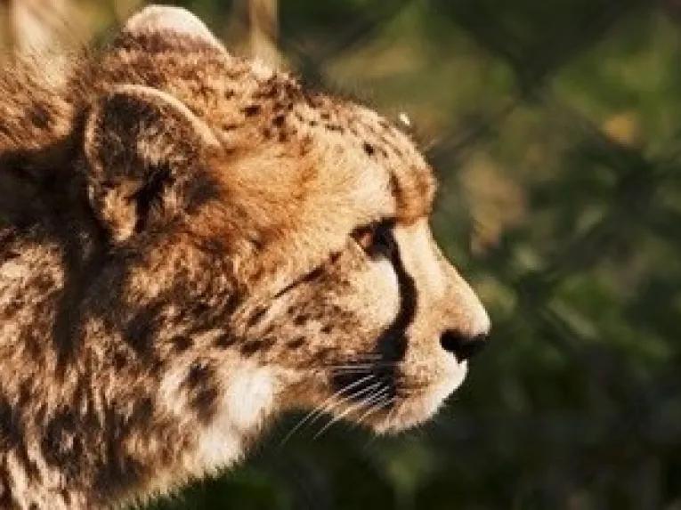 Port Lympne Reserve Visit and Sunday Roast for Two