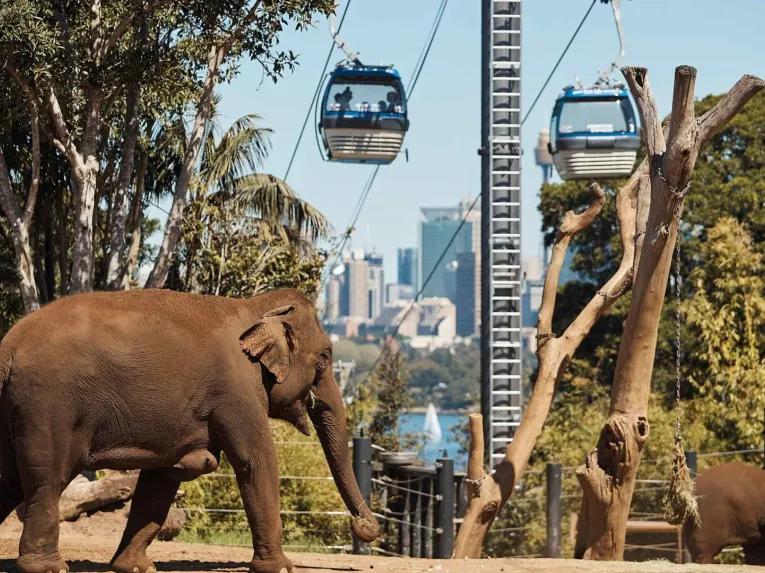 Go City: Sydney Explorer Pass