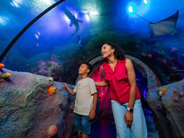 Guests at SEA LIFE Florida
